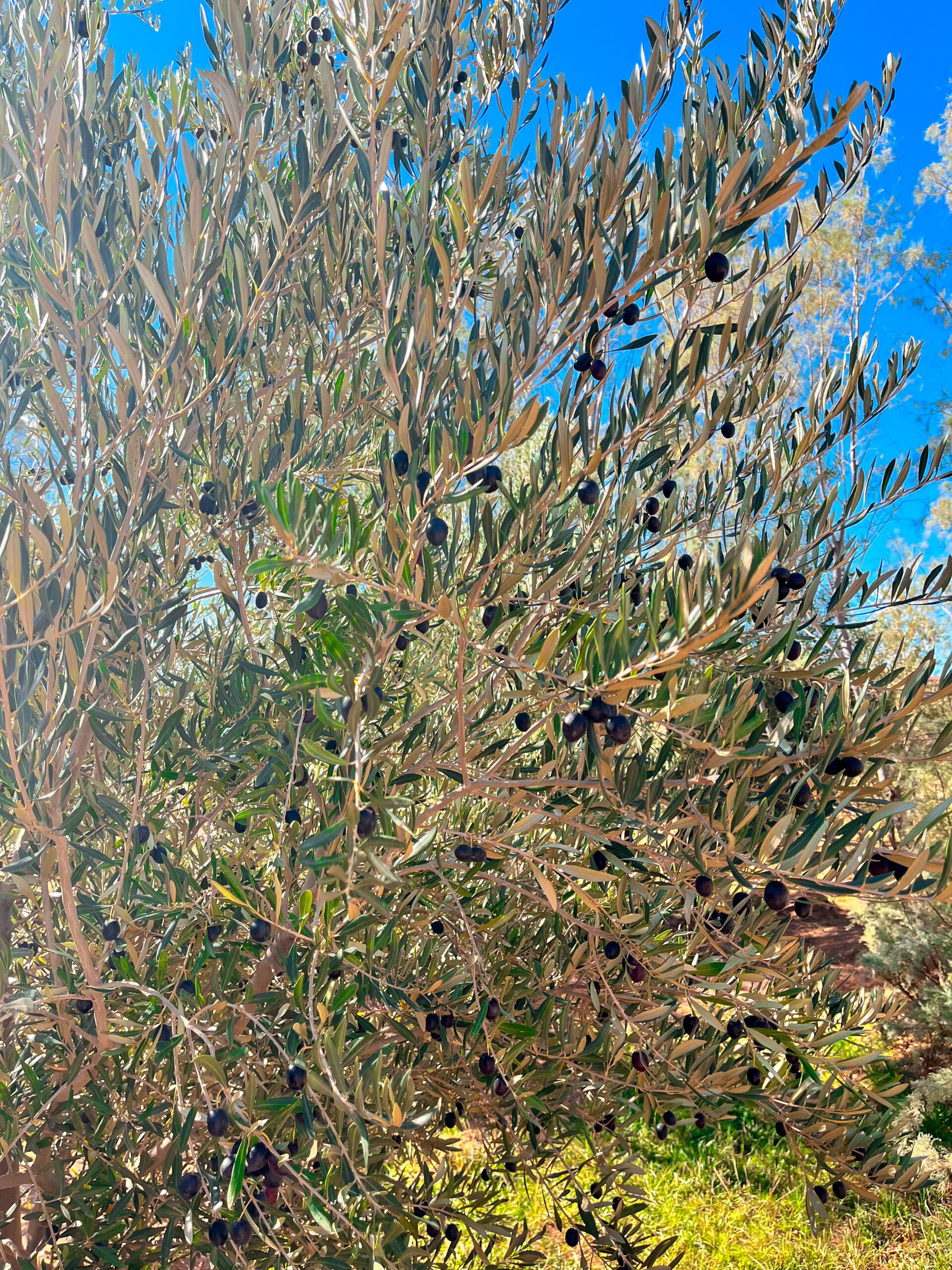 Olijfgaard, Aït-Ben-Haddou, Marokko