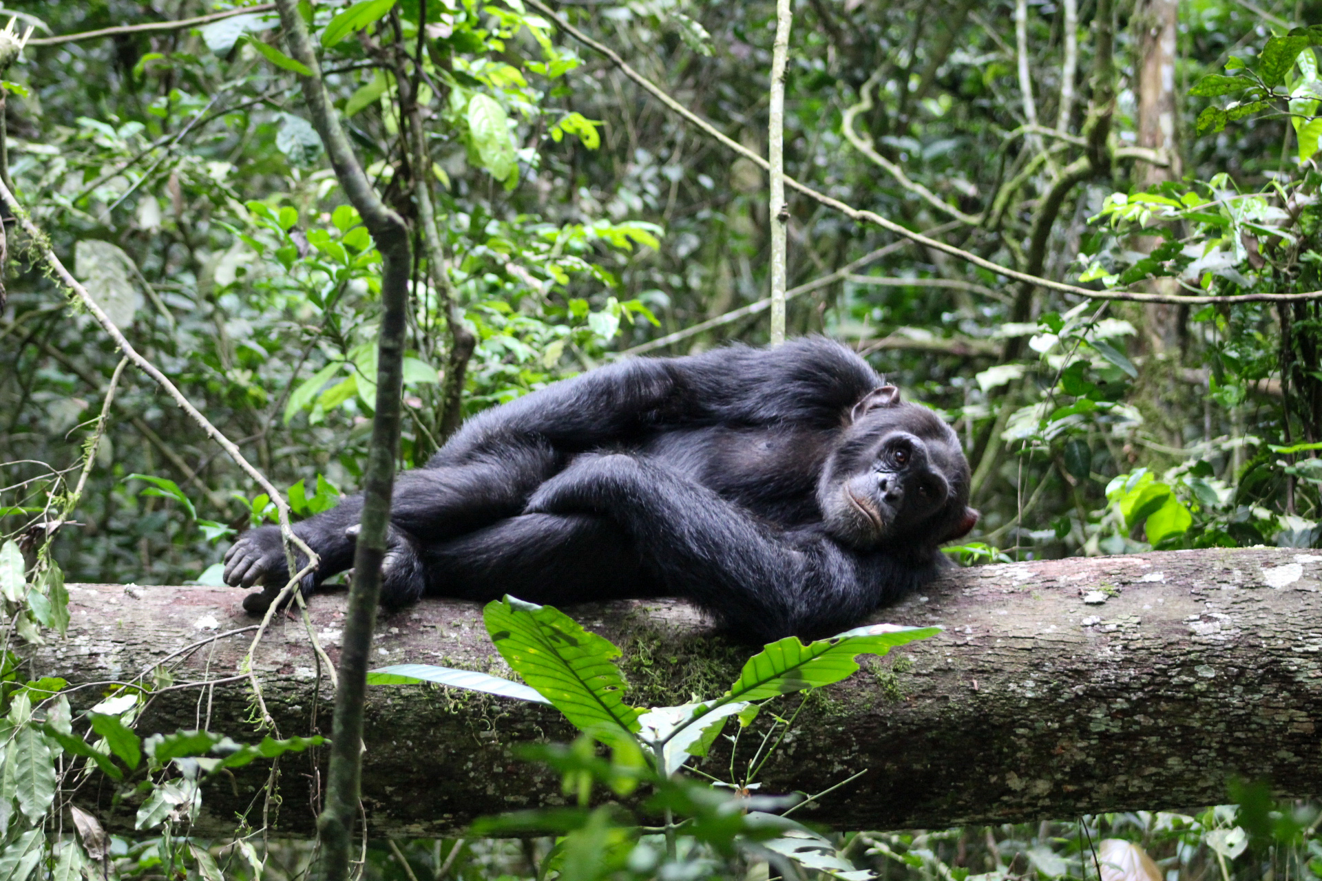 © REISVONK. Kisongi Chimpansee gemeenschap, Kibale National Park, Oeganda, 2023.