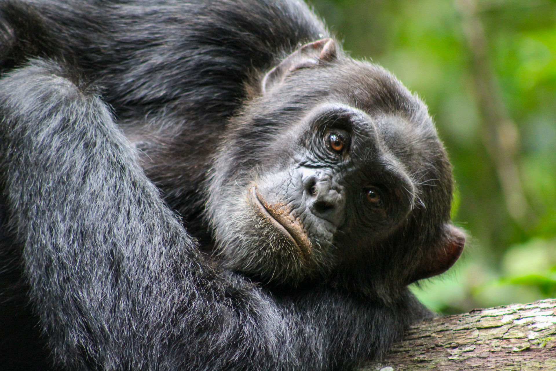 © REISVONK. Kisongi Chimpansee gemeenschap, Kibale National Park, Oeganda, 2023.