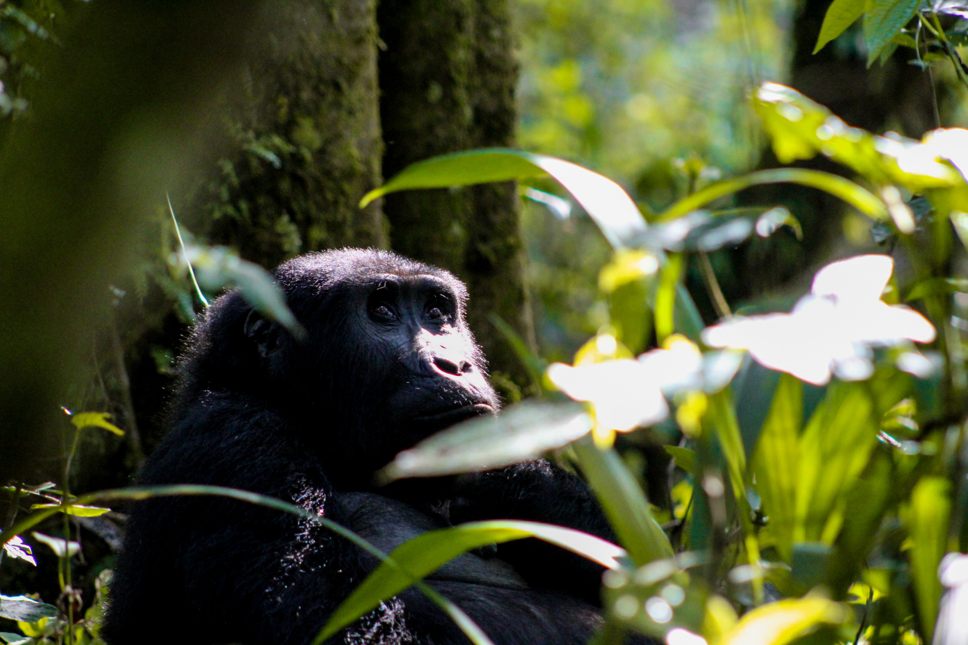 © REISVONK. Gorillafamilie Bweza, Bwindi Impenetrable National Park, Oeganda, 2023.