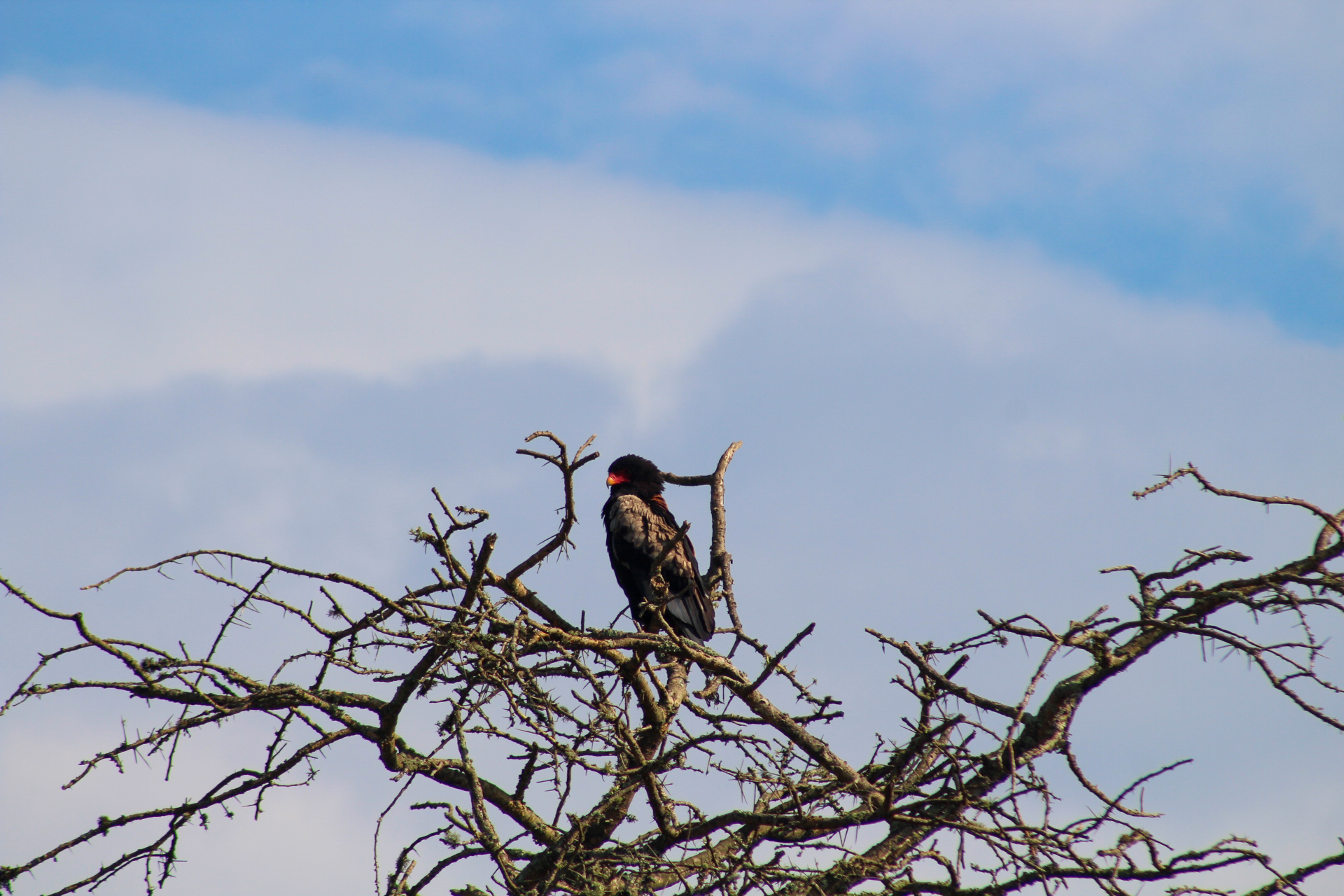 Bateleur Eagle, Lake Mburo National Park