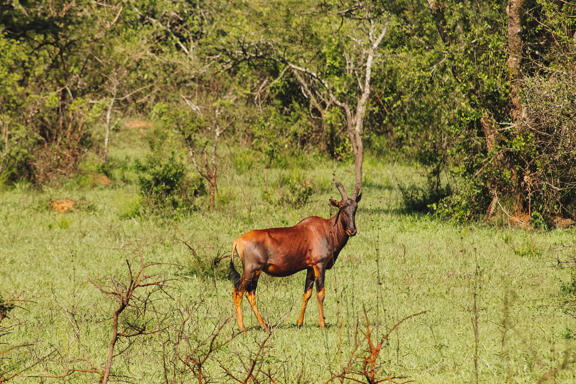Kob Antilope, Lake Mburo National Park
