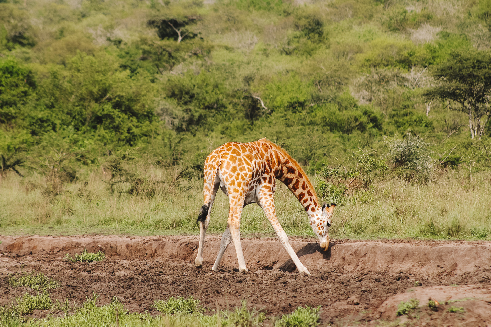 Giraf, Lake Mburo National Park