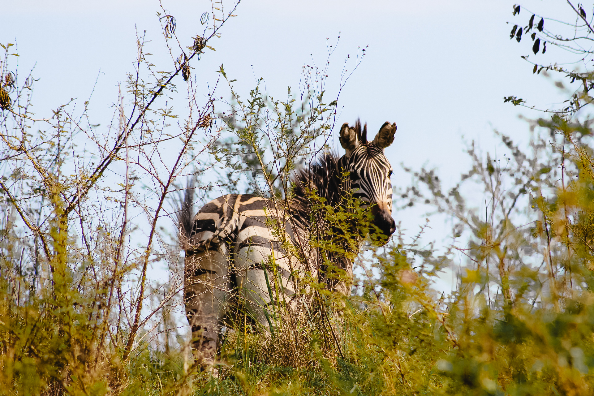 Zebra, Lake Mburo National Park