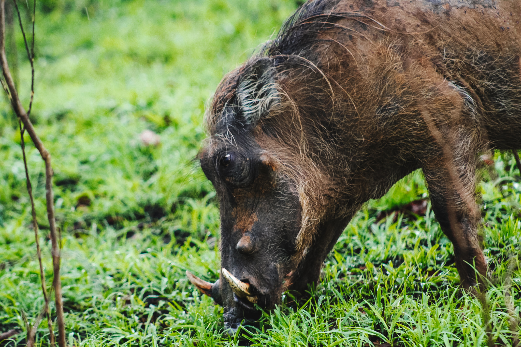 Puma - wrattenzwijn, Lake Mburo National Park