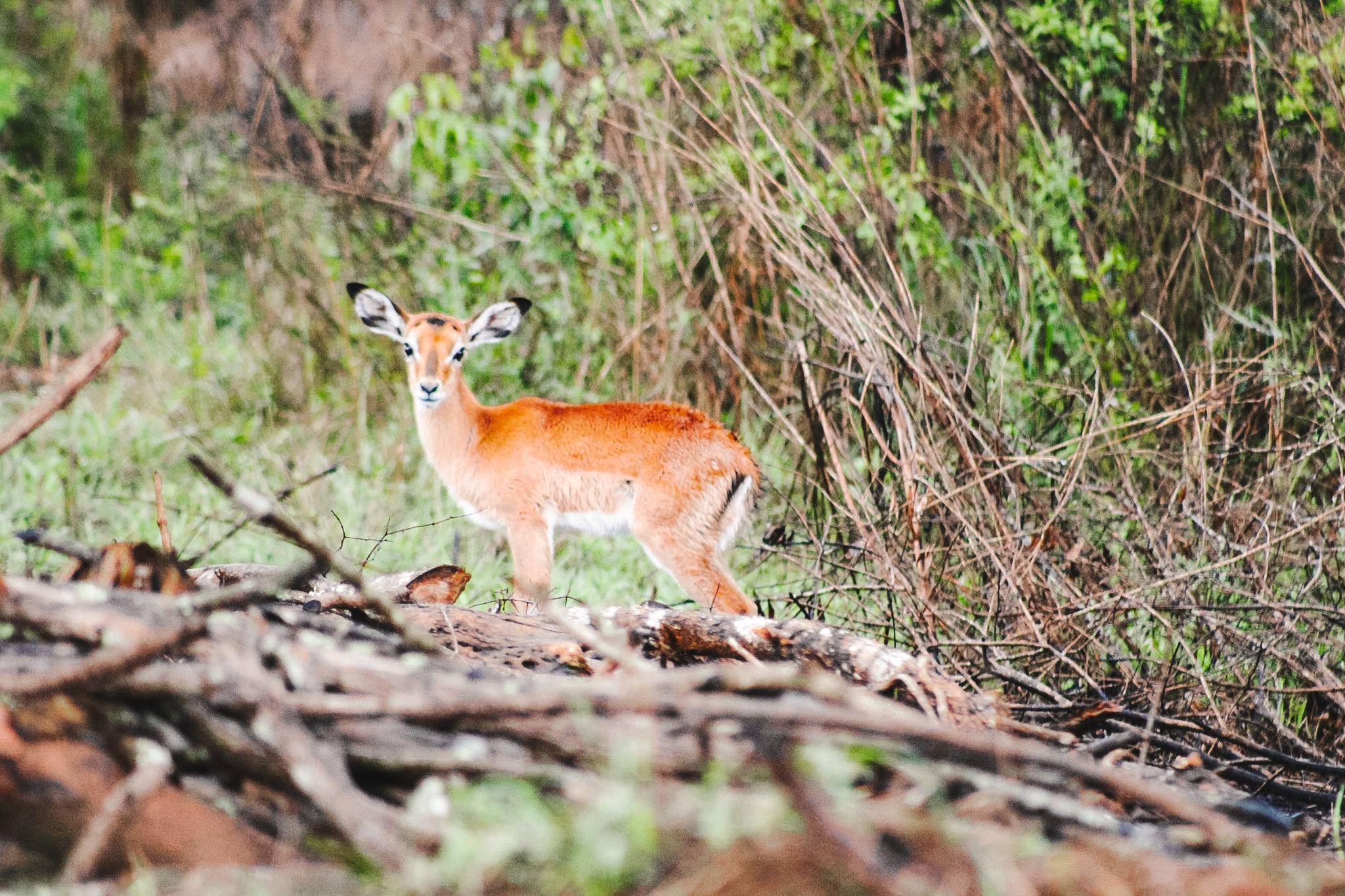 Oribi, Lake Mburo National Park