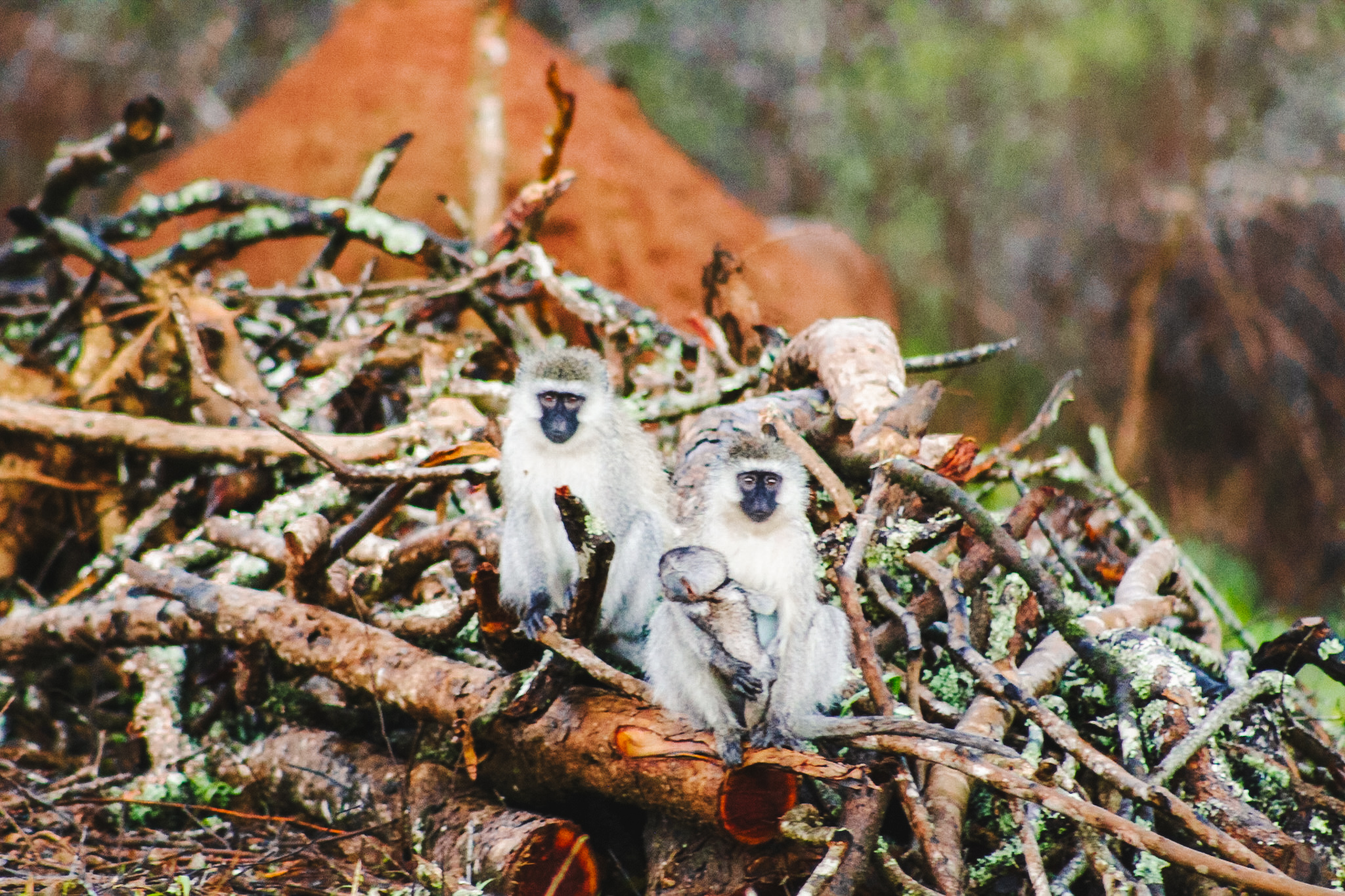 Aapjes, Lake Mburo National Park