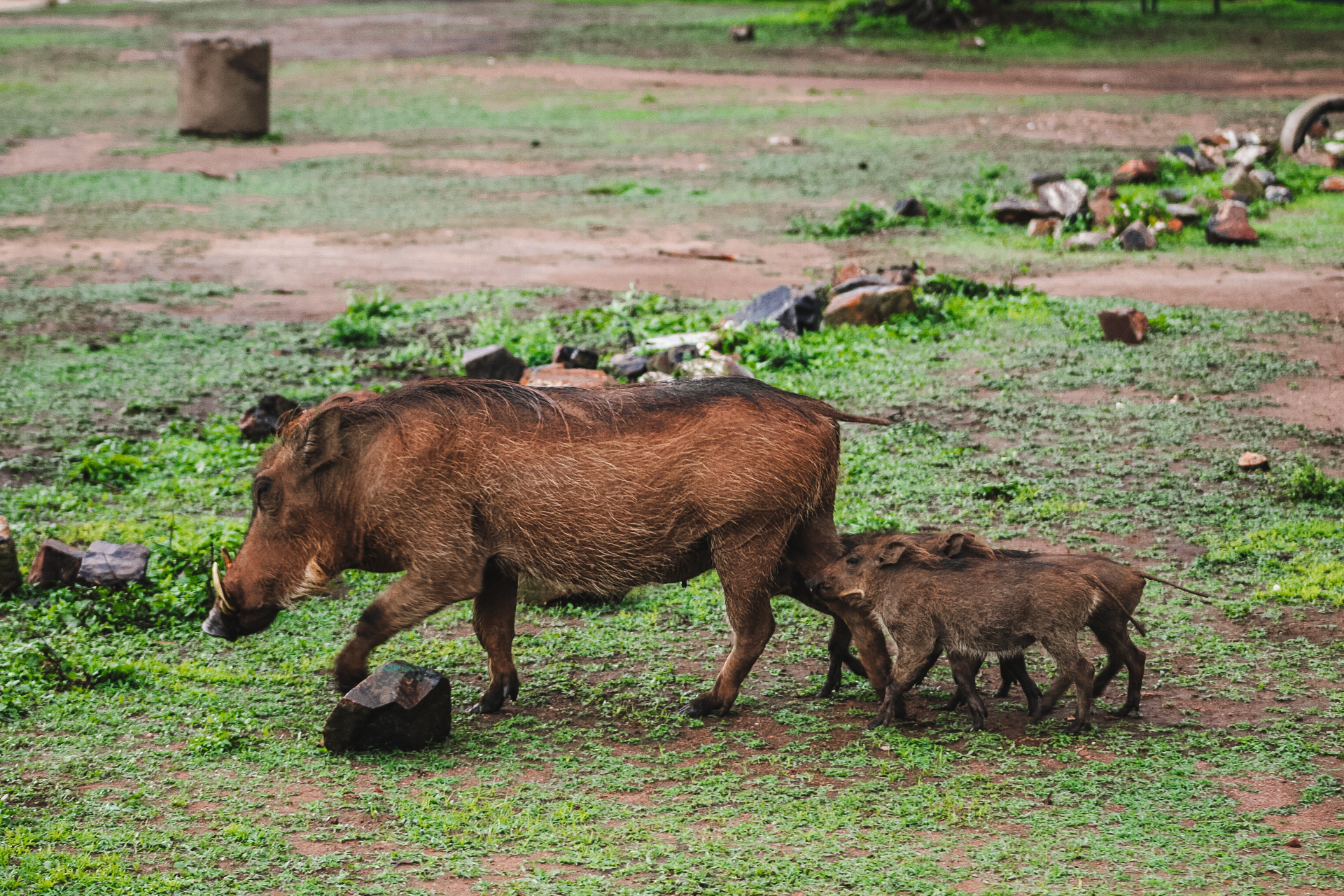 Pumba - Wrattenzwijn, Lake Mburo National Park