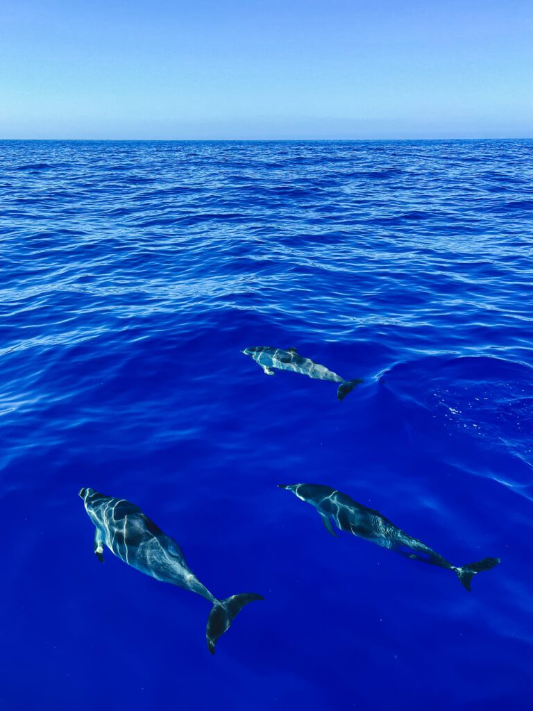 helderblauwe water met 3 dolfijnen die langszwemmen, op de achtergrond is de oceaan te zien