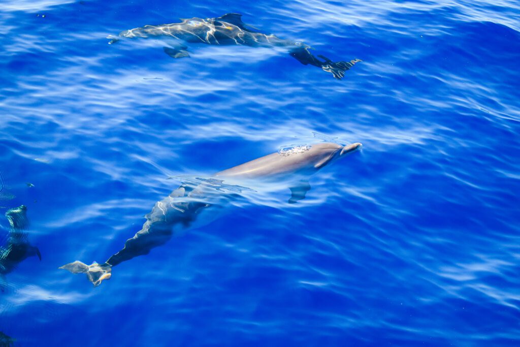 Dolfijn in de oceaan in Madeira