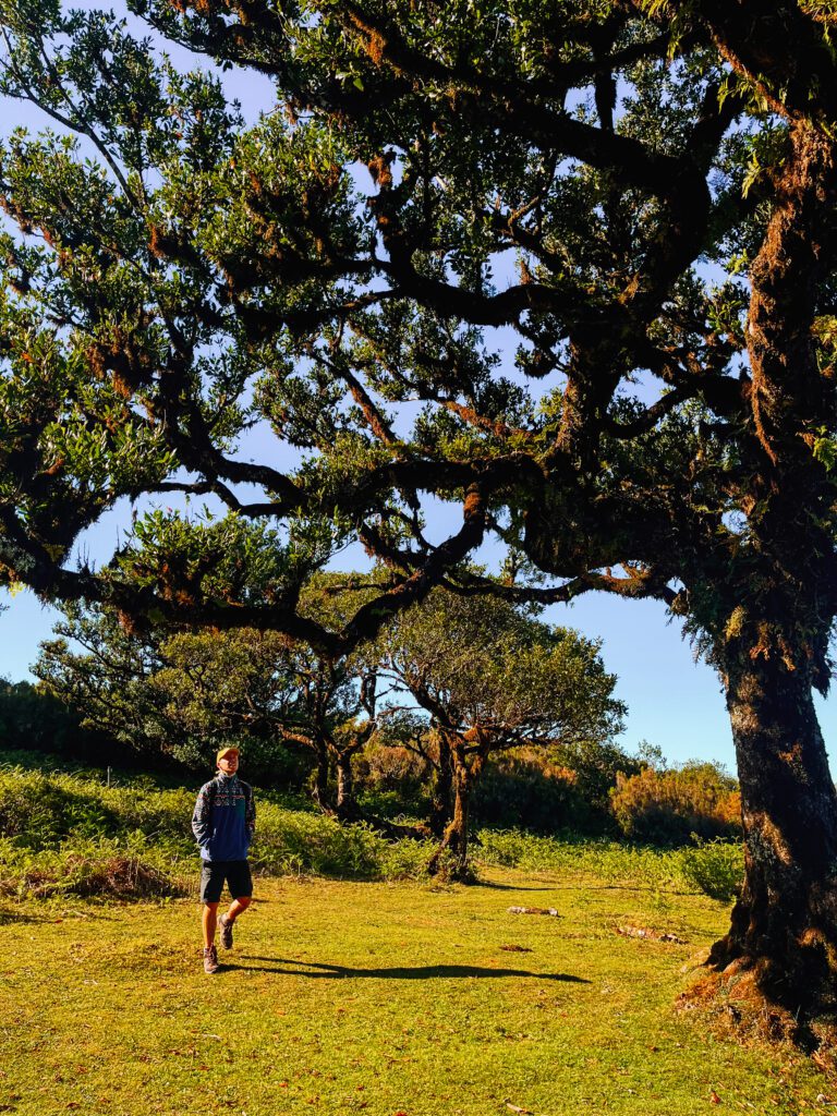 Davo kijkt naar een laurierboom in Fanal Forest, dichtbij Porto Moniz. Het gras is groen en Davo draagt een korte broek, pet en een kleurrijke fleecejack. De boom is gigantisch groot en heeft vele wilde takken.