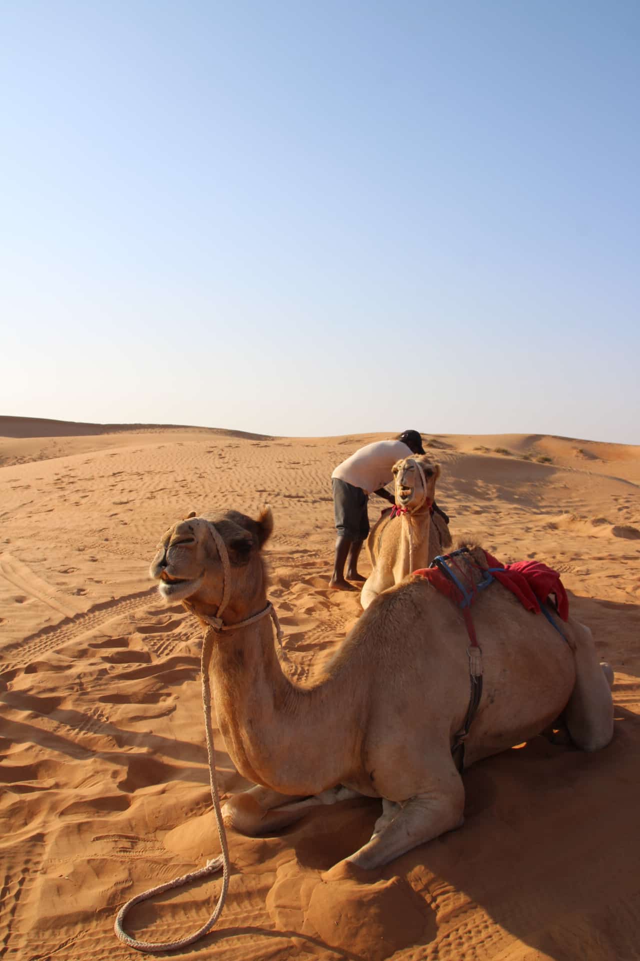 Kamelen die verblijven bij het tentenkamp Moon Light in Wahiba Sands, Oman.