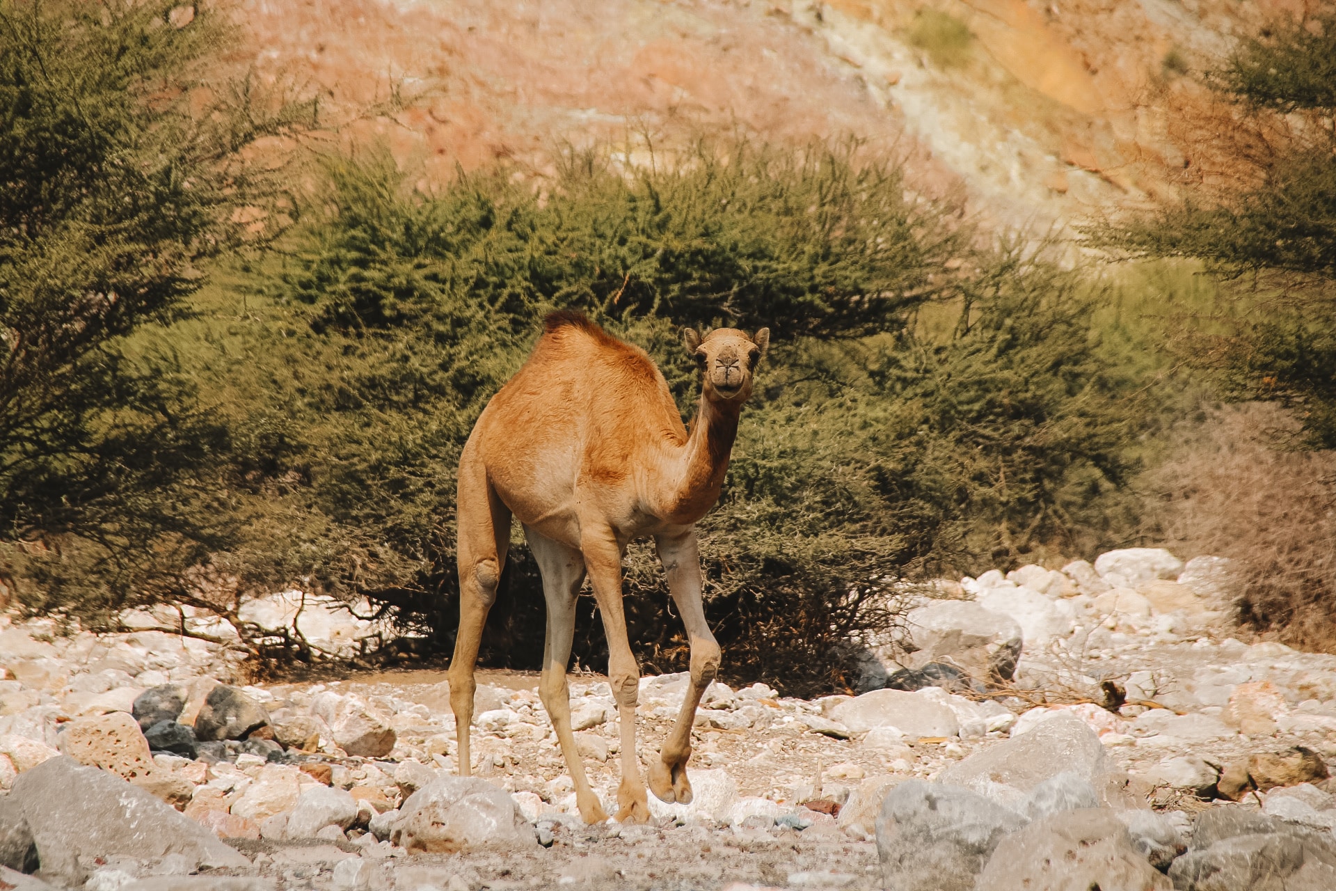 Wilde kameel langs de weg richting de woestijn van Wahiba Sands in Oman kijkt recht in de camera.