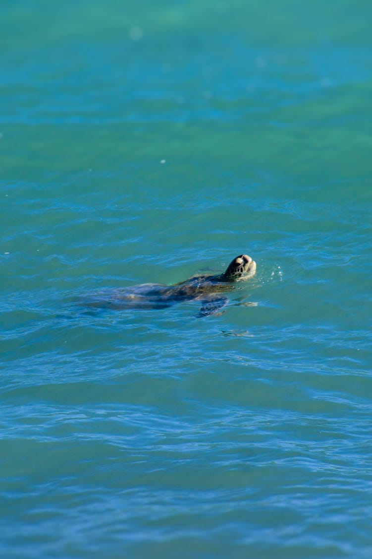 Roadtrip in Oman: Fins